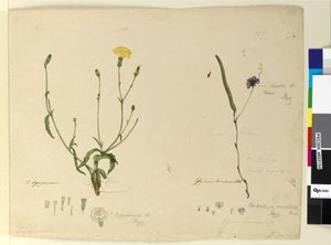 Seite 157. Hardenbergia monophyllaHardenbergia violacea; 158. Hypochaeris von John William Lewin