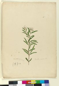 Seite 15. Grevillea sericea