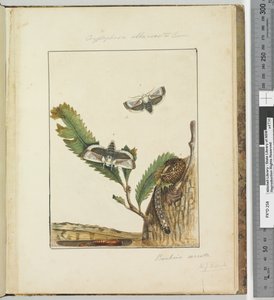 Seite 15. Platte 4 Cryptophasa alba, costa Lewin von John William Lewin
