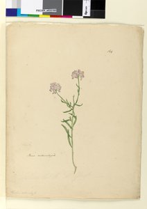 Seite 164. Iberis naturalisiert von John William Lewin