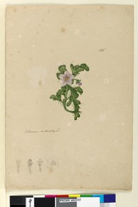 Seite 165. Solanum naturalisiert
