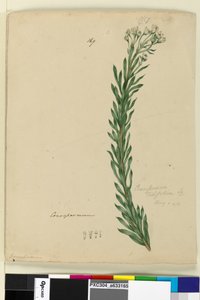 Seite 169. Conospermum taxifolium von John William Lewin