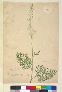 Seite 16. Lomatia silaifolia