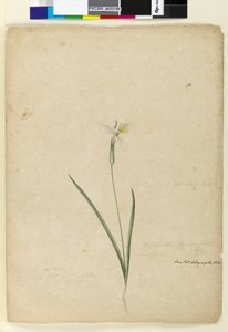 Seite 170. Diplarrhena moraea, ca. 1803-06 von John William Lewin