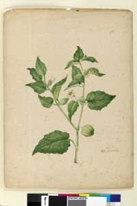Seite 172. Physalis edulis von John William Lewin
