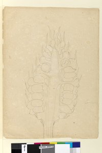 Seite 178a. Zamia