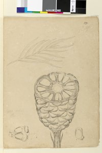 Seite 178b. Spiralis von John William Lewin