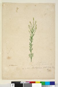 Seite 17. Symphionema paludosum