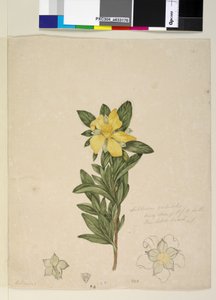 Seite 181. Hibbertia volubilis Hibbertia scandens