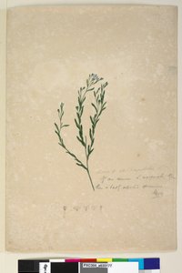 Seite 182. Linum sp verwandt mit augustifolium