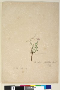 Seite 187. Epilobium glabellum von John William Lewin