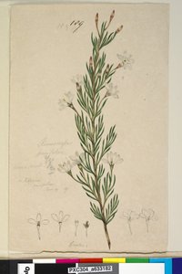 Seite 189. Ricinocarpus pinifolius