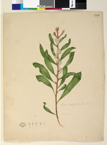 Seite 198. Hakea dactyloides von John William Lewin