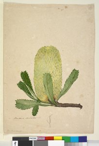 Seite 19. Banksia serrata von John William Lewin