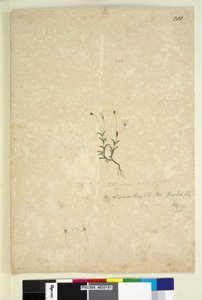 Seite 201. Mitrasacme alsinoides