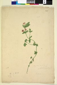 Seite 203. Anagallis arvenis von John William Lewin