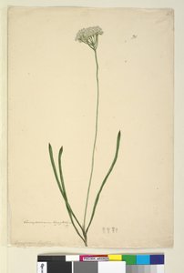 Seite 20. Conospermum longifolium