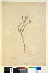 Seite 213. Epacrideae Leucopogon sp.