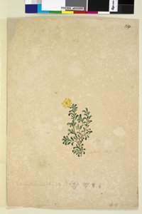 Seite 214. Hibbertia diffusa von John William Lewin