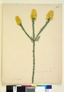 Seite 215. Dillwynia floribunda