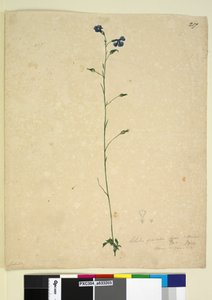 Seite 217. Lobelia gracilis