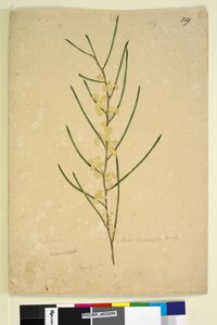 Seite 219. Acacia angustifolia