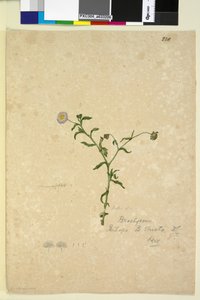 Seite 220. Brachycome multifida