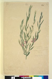 Seite 221. Eriostemon von John William Lewin