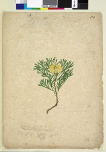 Seite 224. Isopogon anemonifolius