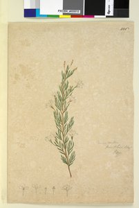 Seite 226. Ricinocarpus pinifolius von John William Lewin