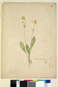 Seite 227. Velleia paradoxa