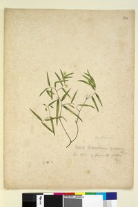Seite 230. Geitonoplesium cymosum von John William Lewin
