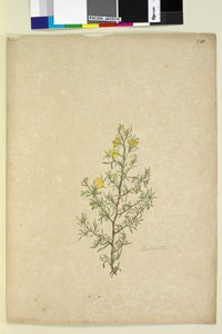 Seite 231. Hibbertia sp