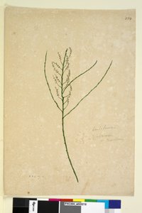 Seite 234. Leptomeria