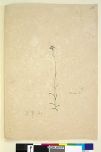Seite 235. Campanula