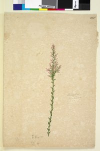 Seite 236. Sprengelia