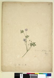 Seite 237. Geranium pilosum
