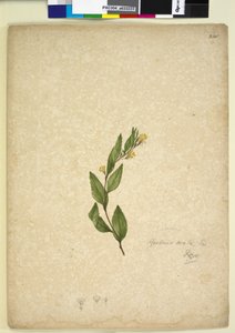 Seite 238. Goodenia ovata