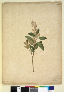 Seite 240. Pomaderris ligustrina von John William Lewin