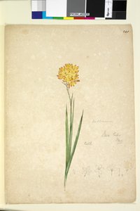 Seite 241. Ixia lutea von John William Lewin