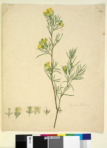 Seite 244. Gompholobium