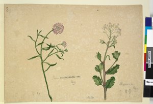 Seite 253. Iberis umbellata; Hesperis sp. von John William Lewin