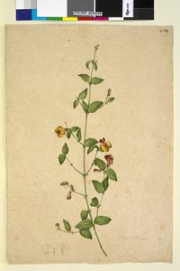 Seite 254. Platylobium