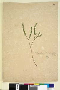 Seite 260. Leucopogon margarodes von John William Lewin