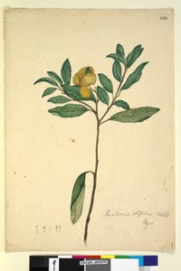 Seite 264. Pomaderris elliptica von John William Lewin