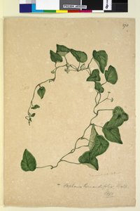 Seite 270. Stephania hernandiaefolia