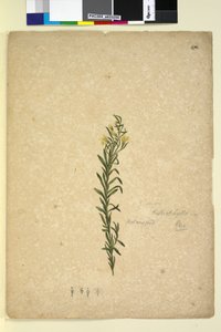 Seite 272. Goodenia heterophylla