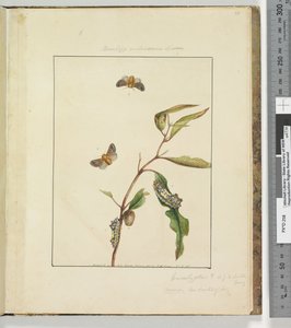 Seite 35. Platte 9 Bombyx Vulnerans Lewin von John William Lewin