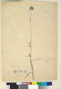 Seite 36. Wahlenbergia gracilis