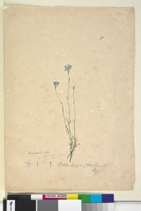 Seite 37. Wahlenbergia gracilis